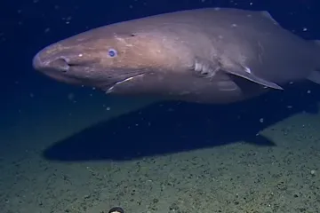 Vědci poprvé pozorovali žraloka u Antarktidy