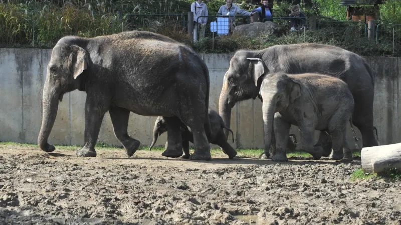 Část ostravského sloního stáda ve výběhu