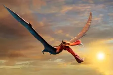 Nově objevený ptakoještěr vypadal jako drak. Vládl nebi nad Austrálií