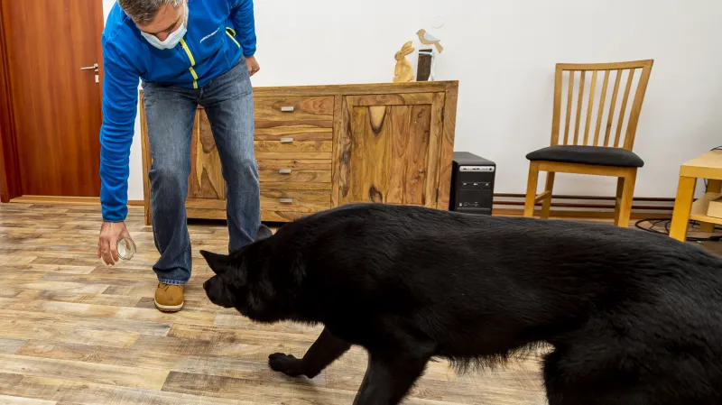 Gustav Hotový cvičí své psy na vyhledávání covidu