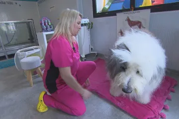 Mají delší život nebo znovu chodí. Zájem o fyzioterapii pro zvířata roste