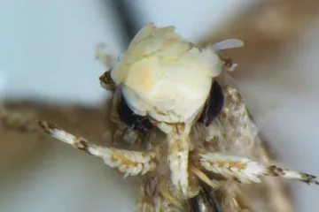 Trumpova můra, Hitlerův brouk. Vědci zvažují změnu systému pojmenování zvířat