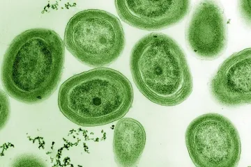 Sinice zodpovědná za výrobu kyslíku v oceánu nezvládá oteplování planety