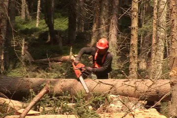 Harvestory na Šumavě asi nepoužijeme, říká Stráský
