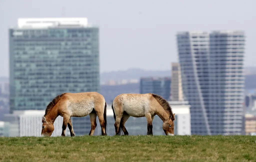 Pražská zoo má nový detašovaný chov koně Převalského. V uplynulém týdnu vypustila na Dívčích hradech na pražském Smíchově do výběhu první čtyři klisny. Součástí areálu jsou tři nové vyhlídky, z nichž mohou návštěvníci koně sledovat