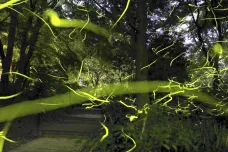Biologové popsali, jak světlušky dokáží koordinovaně blikat. Vytváří obří síť vzruchů