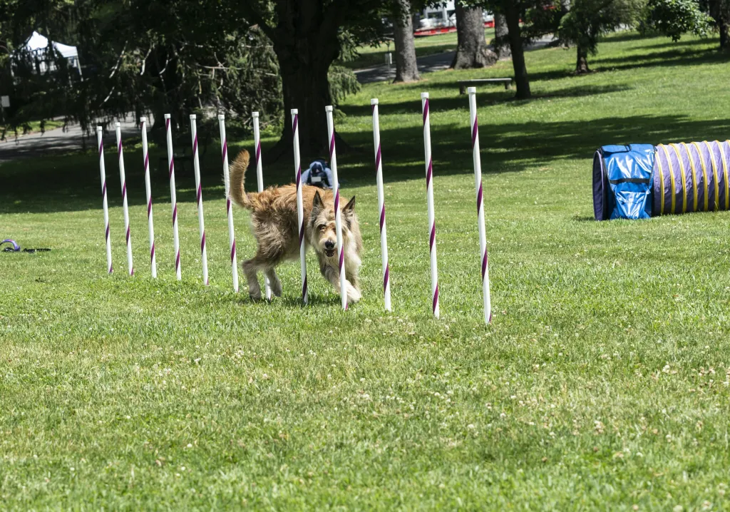Jedna z nejstarších přehlídek psů na světě pořádaná klubem Westminster Kennel Club Dog našla nové místo v zahradách gotického usedlosti zvané Lyndhurst Mansion