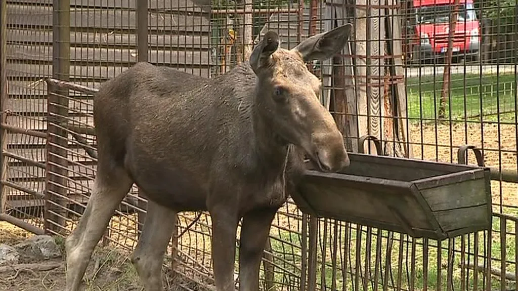 Los v olomoucké zoo