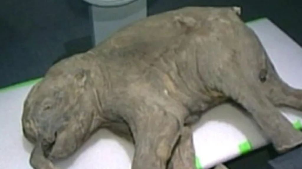 Zachovalé tělo mamutího mláděte