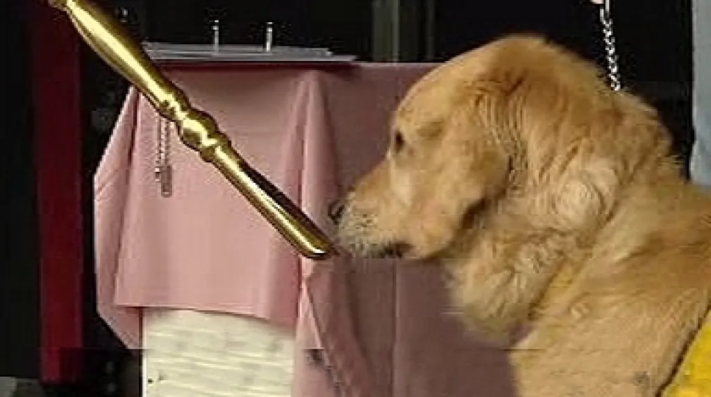 Asistenční pes při slavnostní chvíli