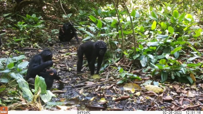 Šimpanzi u vody nafocení videopastí