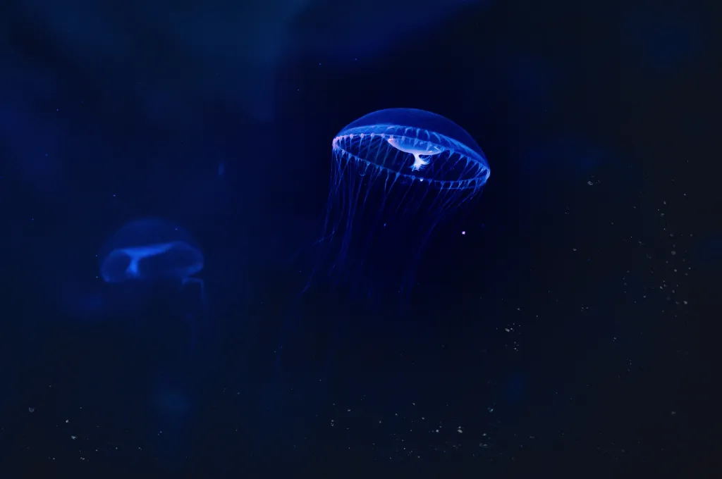 Finalista soutěže Sony World Photography Awards 2018 v kategorii Student Focus pro studenty fotografických škol, kteří měli za úkol zobrazit environmentální problematiku oceánů.