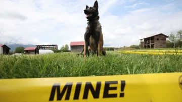 Bosna cvičí psy na vyhledávání min pro Ukrajinu