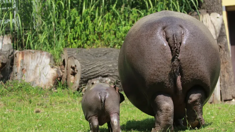 Mládě hrocha s matkou v ostravské zoo
