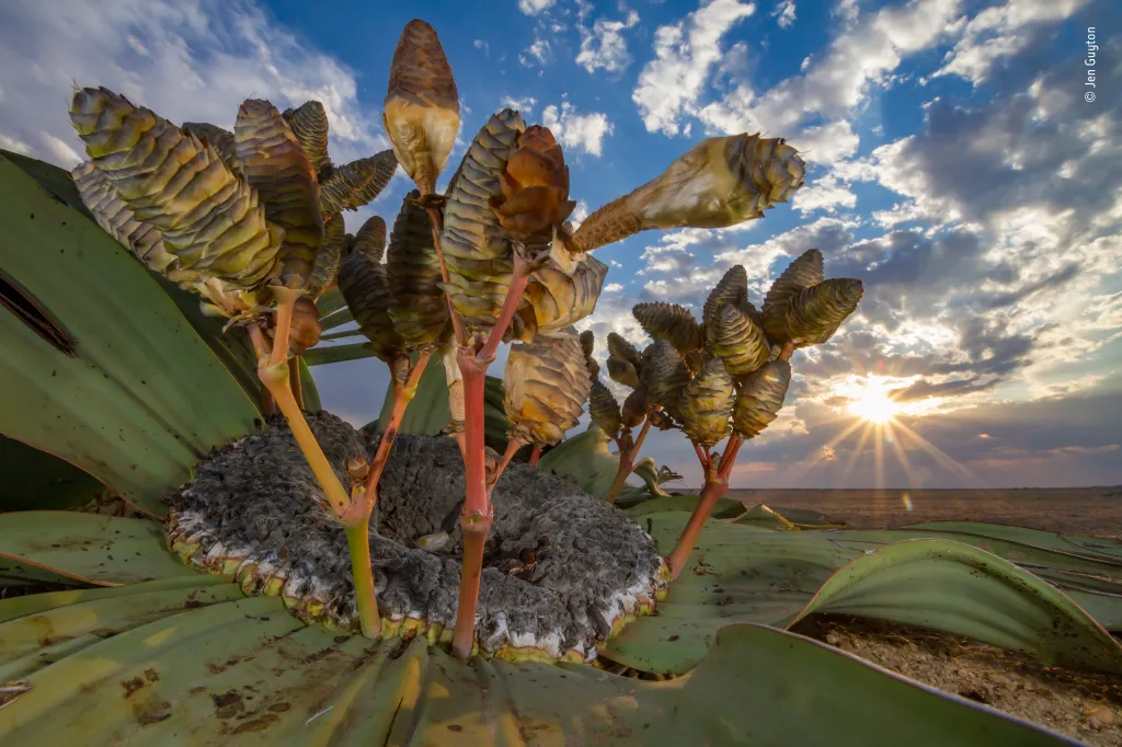 Pouštní relikvie. Welwitschie podivná. Vítěz kategorie Rostliny a houby.