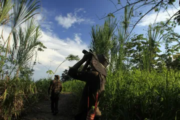 Peruánští vědci zmapovali vliv pesticidů na rakovinu po celé zemi