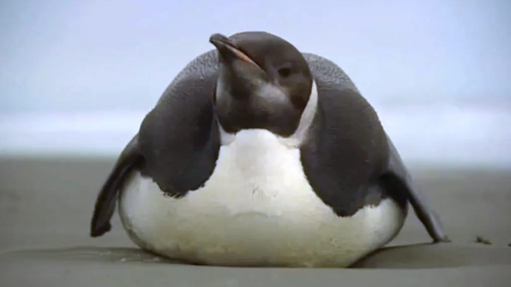 Tučňák na Novém Zélandu