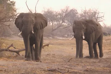 Obchod se slonovinou čile pokračuje navzdory čínskému zákazu. Jinak se uživit nejde, říkají pytláci
