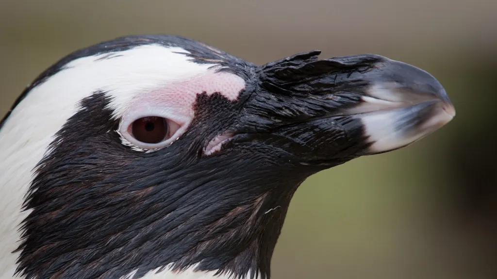 Tučňáci brýloví