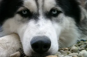 Za týrání psů na Prostějovsku nebude nikdo potrestán, původní majitel zemřel