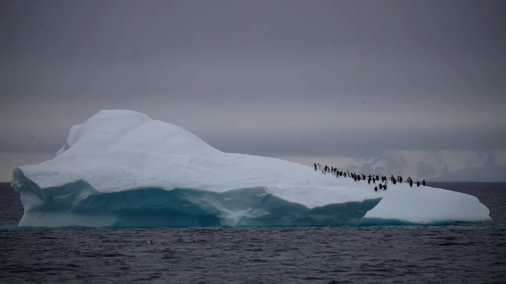 Kolonie tučňáků