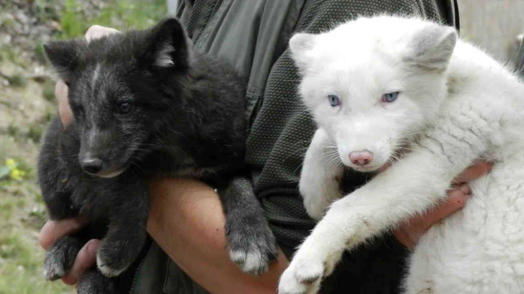 Liščí bratři na sourozence moc nevypadají