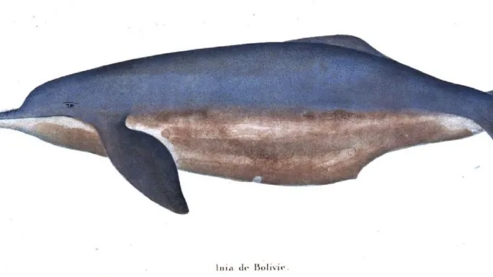 Delfínovec bolívijský