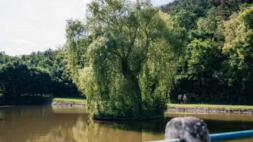 3. místo ankety Strom roku 2025 – Vrba v Brdatkách