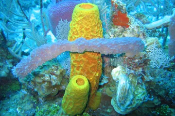 Arktické houby se vydaly na pochod. Vědci narazili pod hladinou moře na zvláštní fenomén