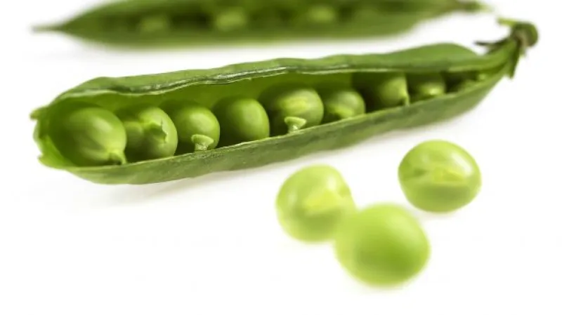 Výročí Gregora Johanna Mendela tématem Studia ČT24