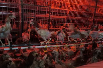 V neregistrovaném chovu na Brněnsku objevili veterináři podvyživené slepice