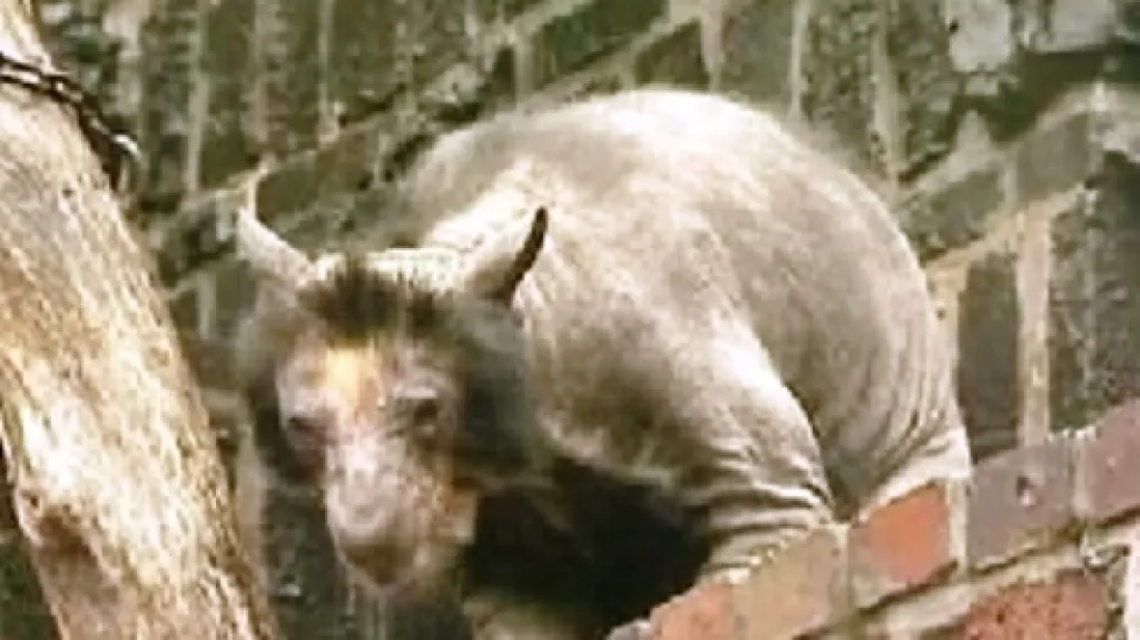 Brýlatí medvědi v lipské zoo ztrácejí srst