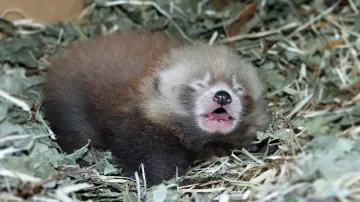 První mládě pandy červené narozené v plzeňské zoo