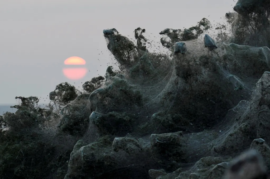 Pavučinami pokryté keře na březích řeckého jezera Visconida při východu slunce