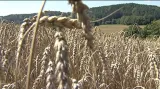 Ruští zemědělci bojují s vlnou sucha
