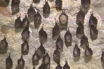 Netopýrům se v jihomoravských jeskyních líbí. Každý rok jich tam zimuje víc