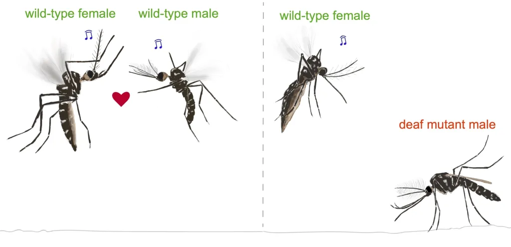 Normální komáři se pářili, geneticky upravení o páření nejevili zájem