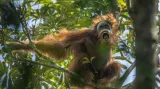 1. místo v kategorii Příroda (série): Krušné časy pro orangutany