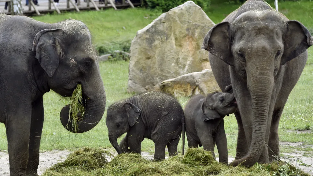 V pražské zoo pokřtili dvě sloní samičky. Slůňata Amalee (vpravo) a Lakuna zůstanou v Praze