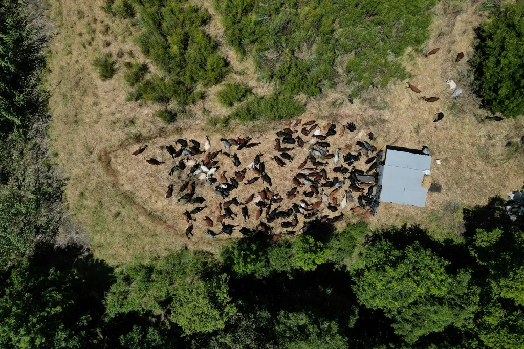 Stádo putující z města do města je součástí pilotního projektu založeného ve městě Mataro, který je součástí širšího úsilí financovaného Evropskou unií o zmírnění rizika lesních požárů