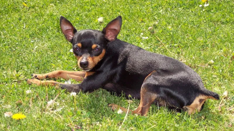 Pražský krysařík