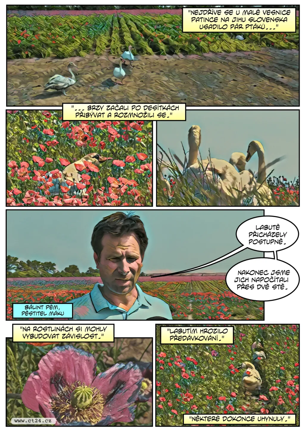Labutě pod vlivem opia zničily úrodu máku za čtvrt milionu korun, čeká je odvykací kúra