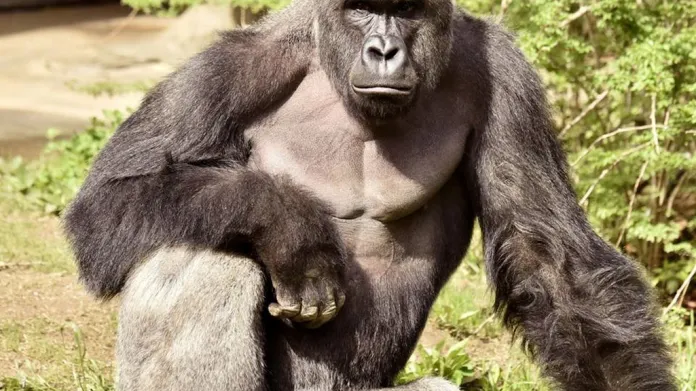 Gorilí samec Harambe