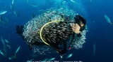 Vítězné snímky soutěže Ocean Art Underwater Photo Competition