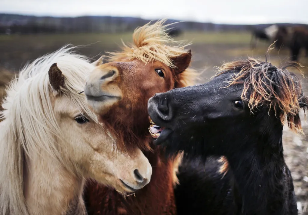 Tři islandští koně v družné formaci v jejich stáji v německém Wehrheimu