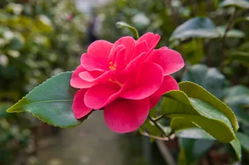 V zámeckých sklenících v Rájci kvete největší sbírka kamélií v Česku