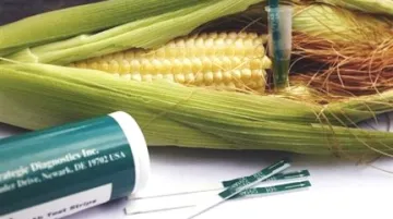 Geneticky upravená kukuřice