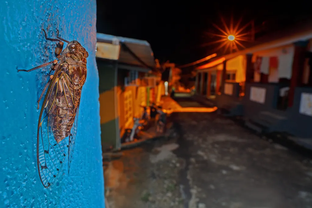 Nominace v kategorii Bezobratlí (hmyz, korýši, měkkýši a další volně žijící). Cikáda – Jedna z obrovských cikád okupujících noční lampu okolo naší malebné ubytovny.