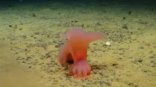 Křehké „kudlanky“ nebo „barbie“ chobotnice. Vědci popsali hlubokomořské obyvatele, které může ohrozit těžba na dně