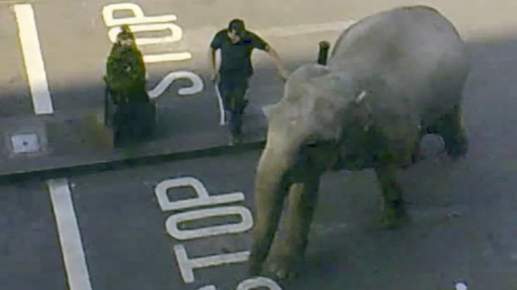 Slon utekl z cirkusu